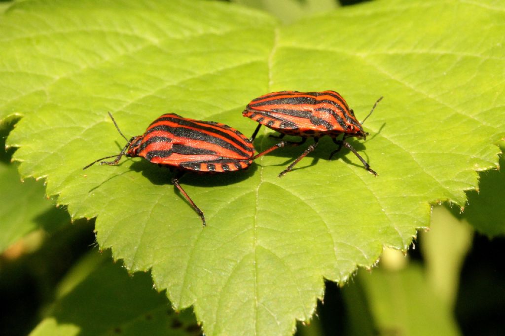 Graphosoma lineatum italicum del Piemonte (TO)